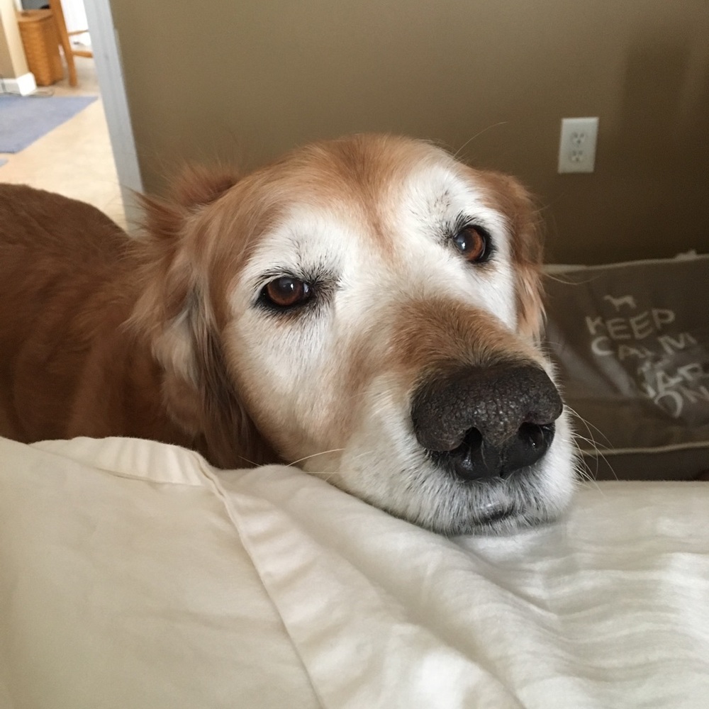 Meet your Posher, Brenda